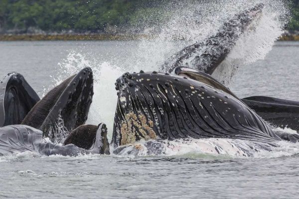 USA, Alaska Humpback whales bubble net feeding